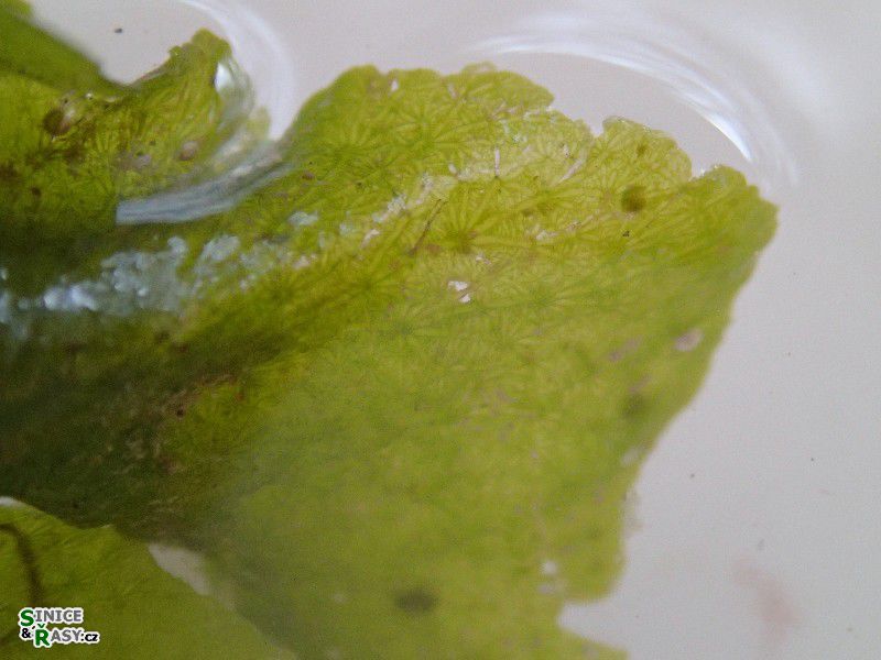 Anadyomene stellata