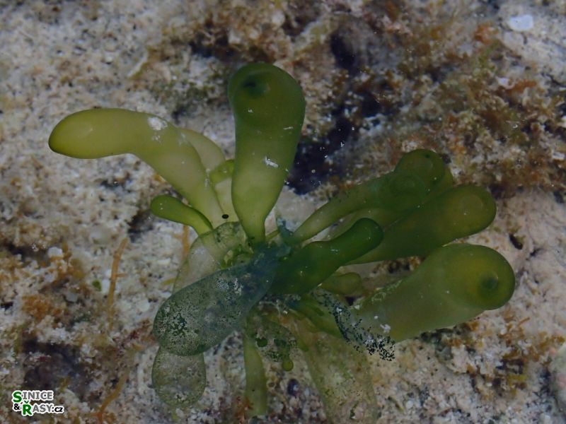 Boergesenia forbesii