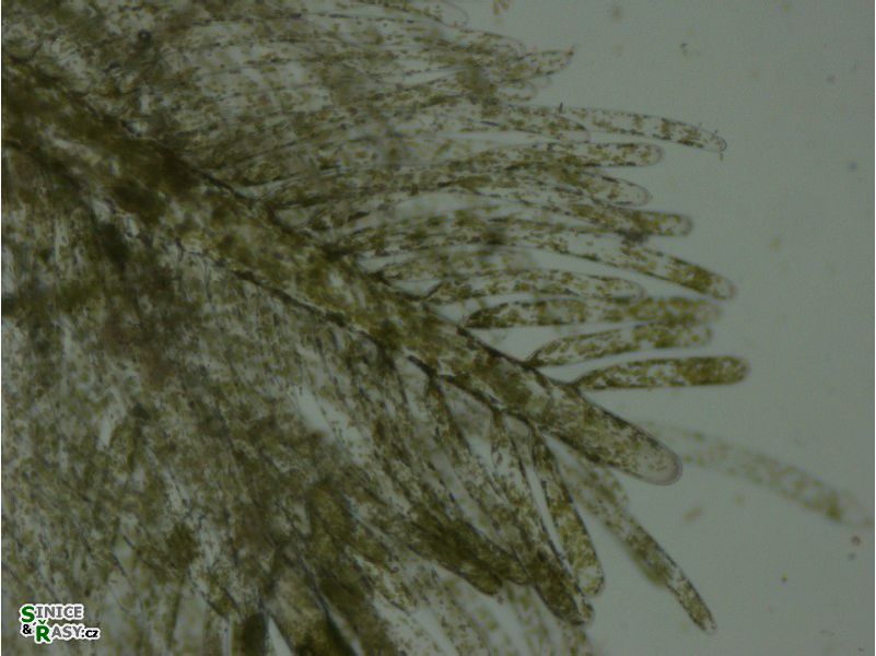 Bryopsis sp.