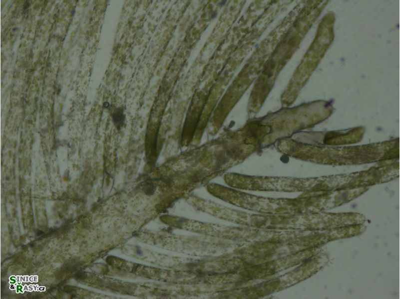 Bryopsis sp.