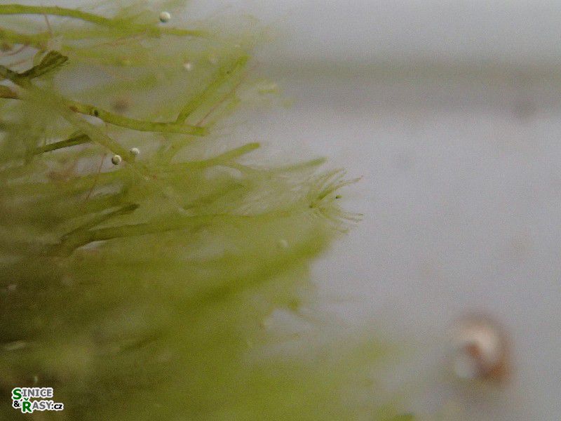 Bryopsis sp. 