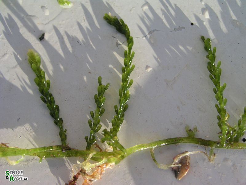 Caulerpa racemosa