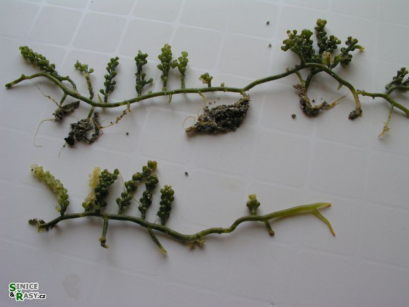 Caulerpa racemosa