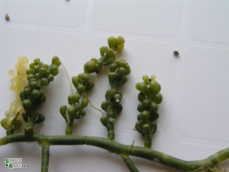 Caulerpa racemosa