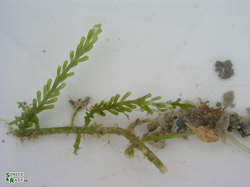 Caulerpa racemosa