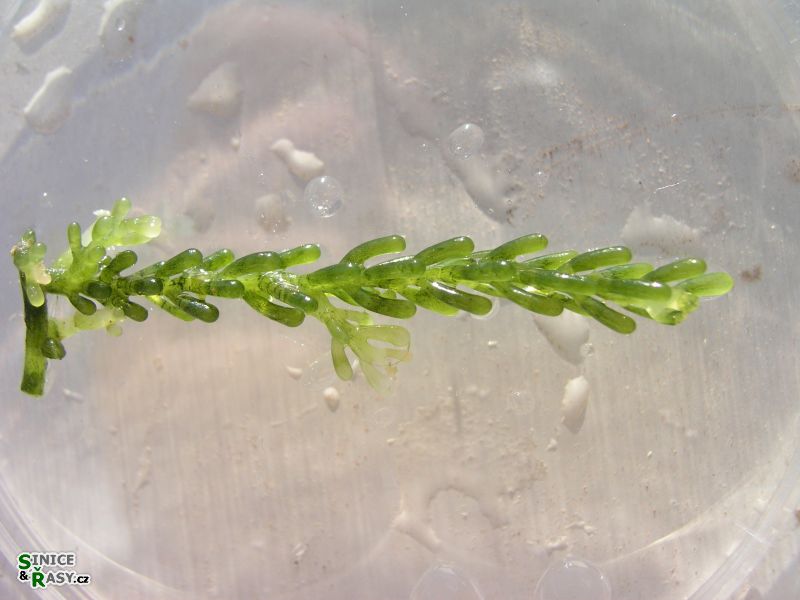 Caulerpa racemosa