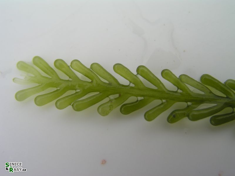 Caulerpa racemosa