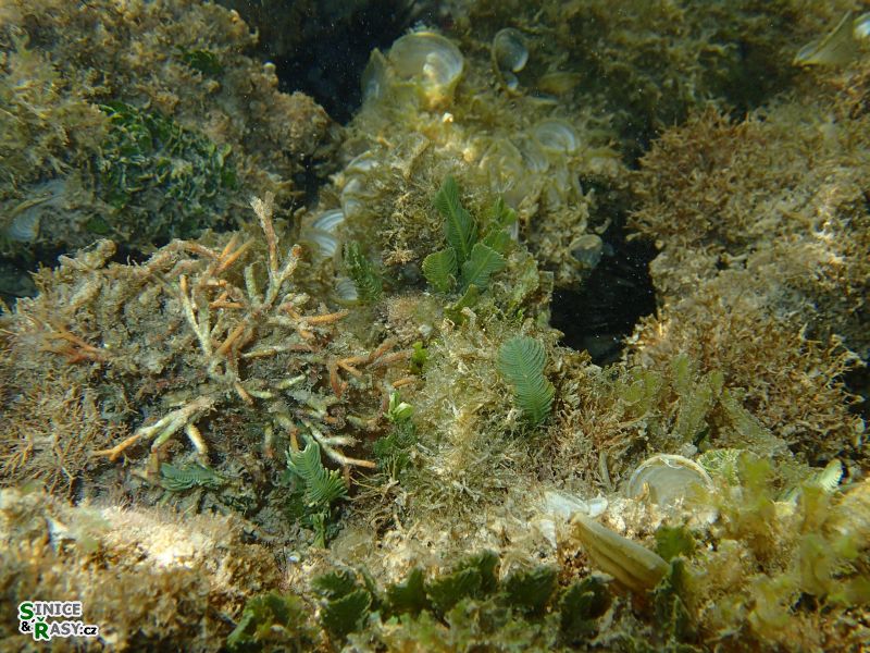 Caulerpa setrularioides