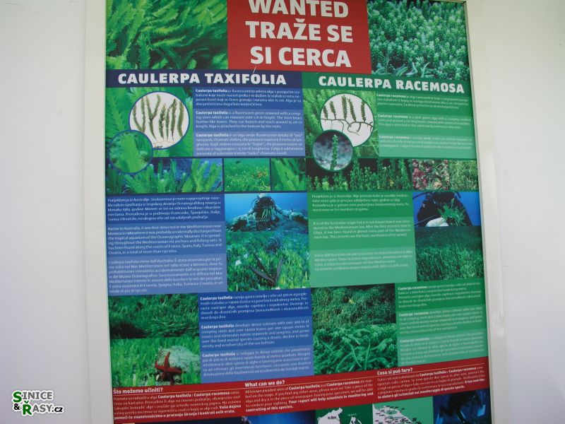 Caulerpa