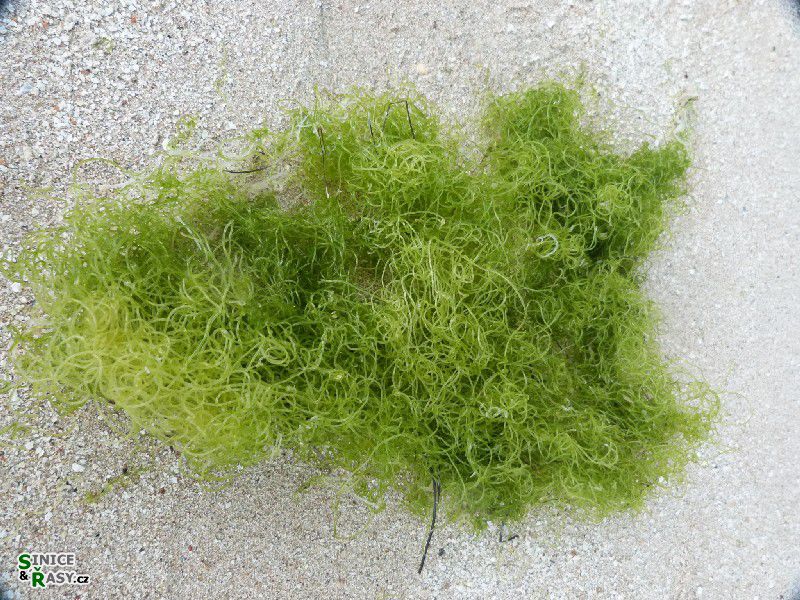 Chaetomorpha linum