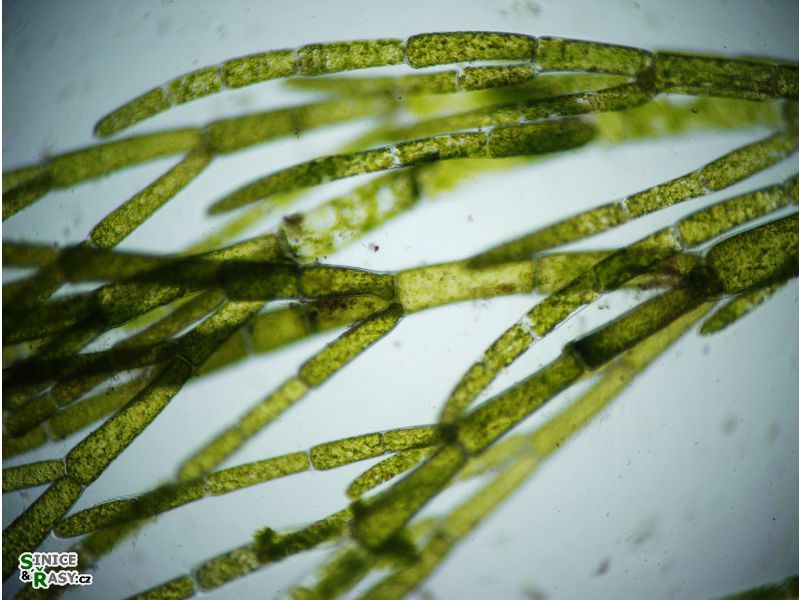 Cladophora glomerata
