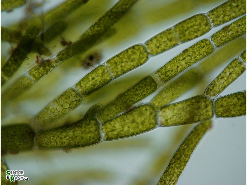 Cladophora glomerata
