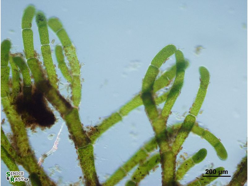 Cladophora glomerata 