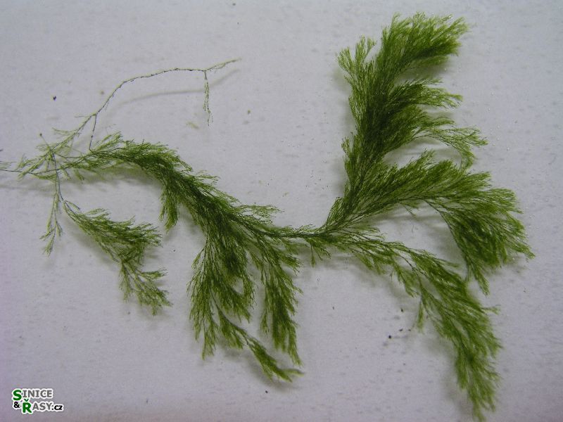 Cladophora glomerata 
