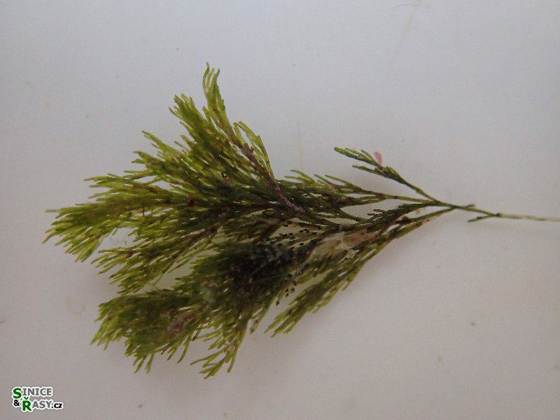Cladophora sp. 