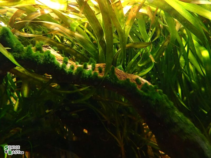 Cladophora sp