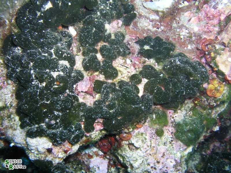 Codium effusum