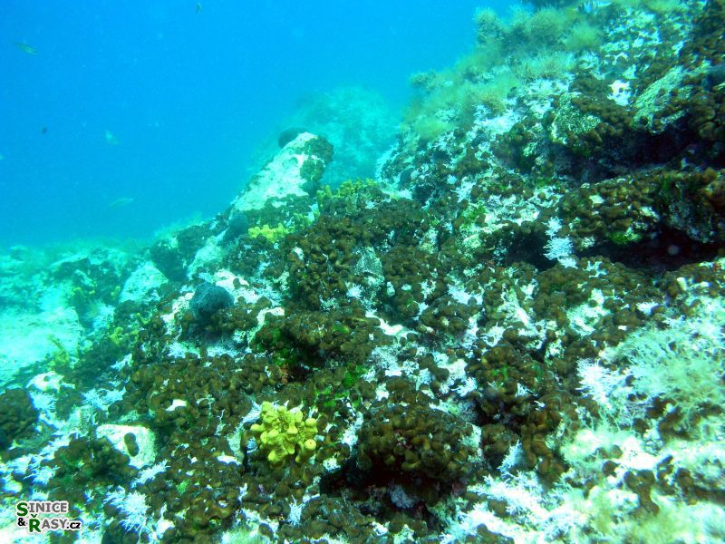 Codium effusum