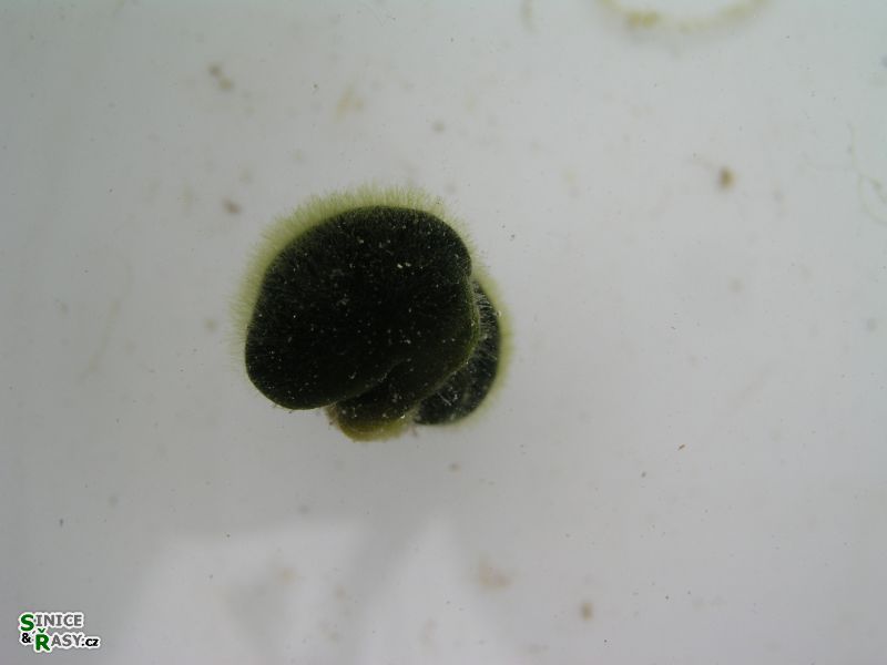 Codium effusum
