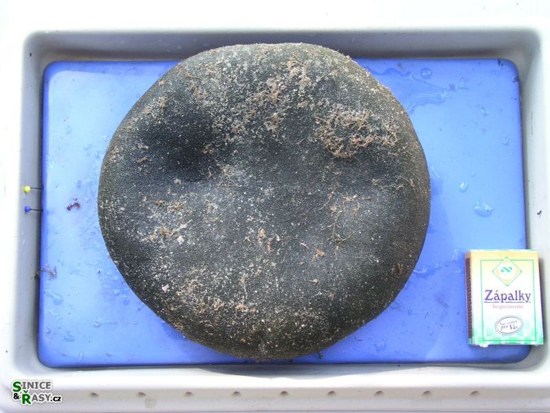 Codium bursa