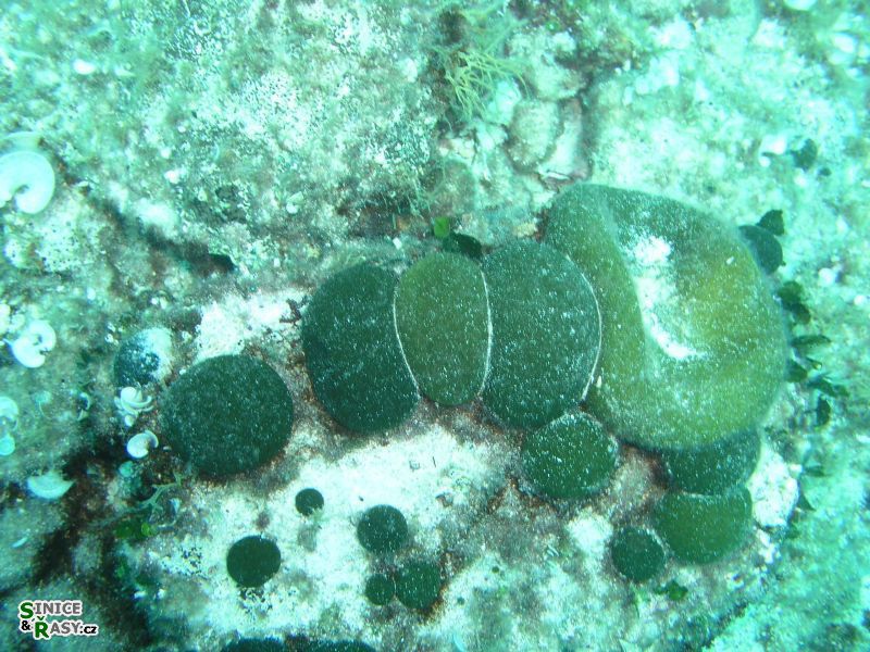 Codium bursa