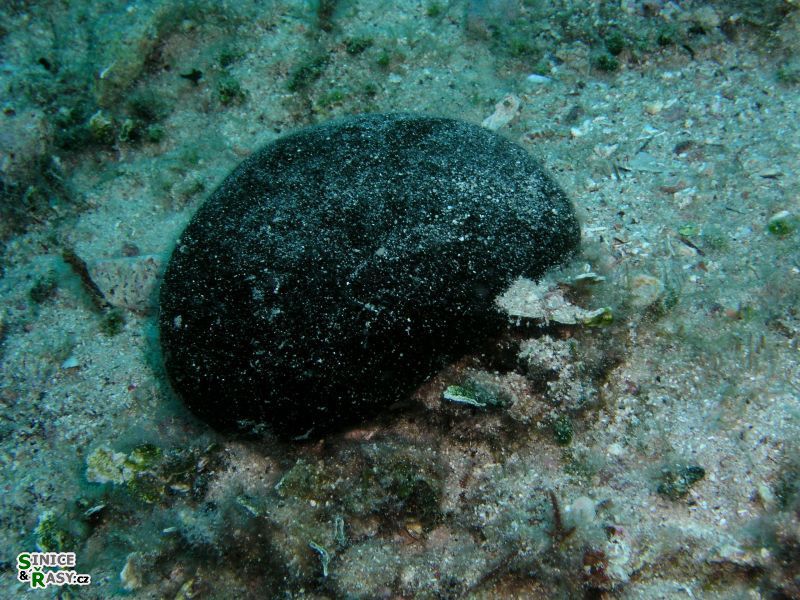 Codium bursa