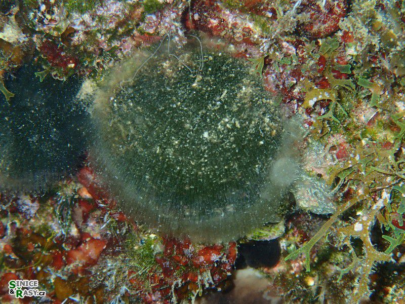 Codium bursa