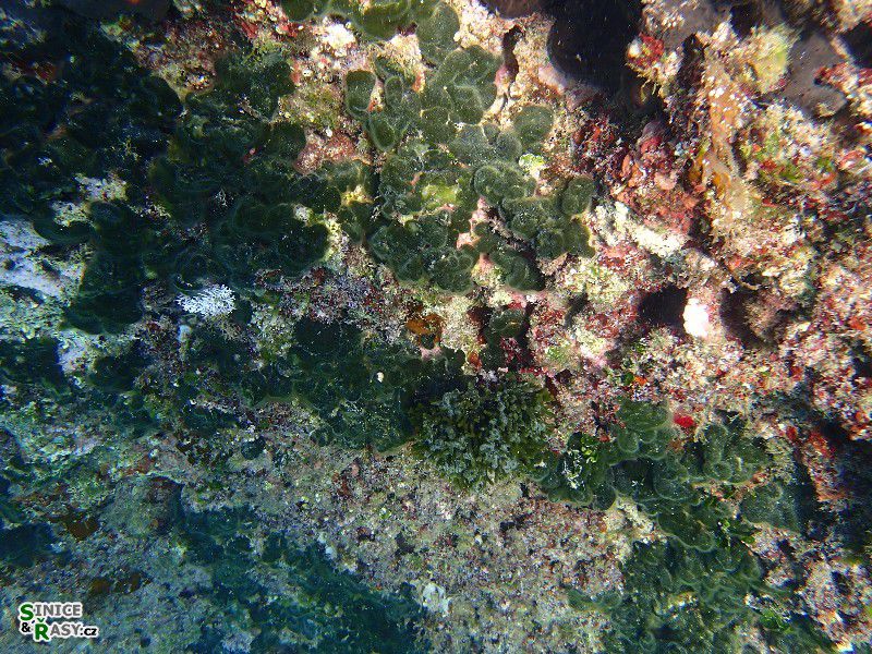 Codium effusum, C. fragile