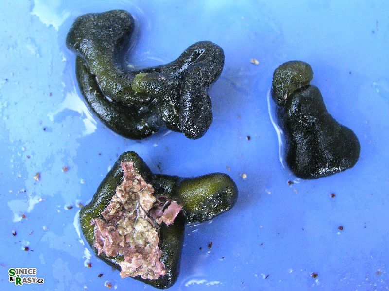 Codium effusum