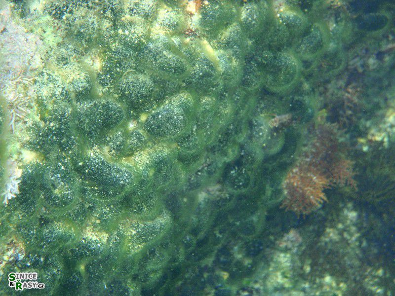 Codium effusum