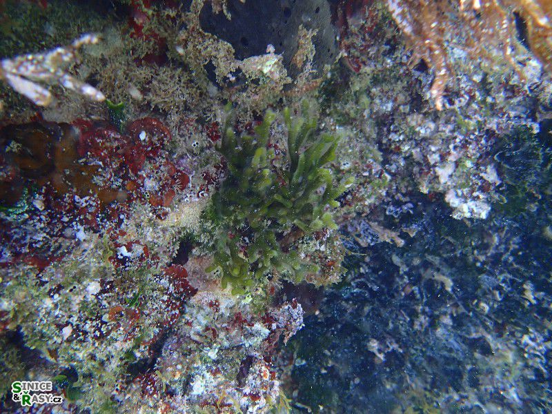 Codium fragile