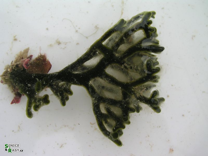 Codium fragile