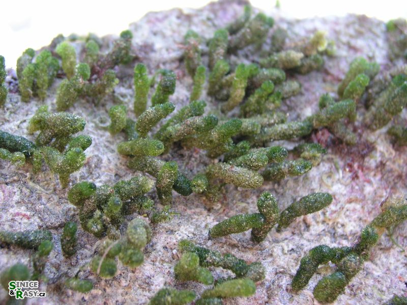 Dasycladus vermicularis