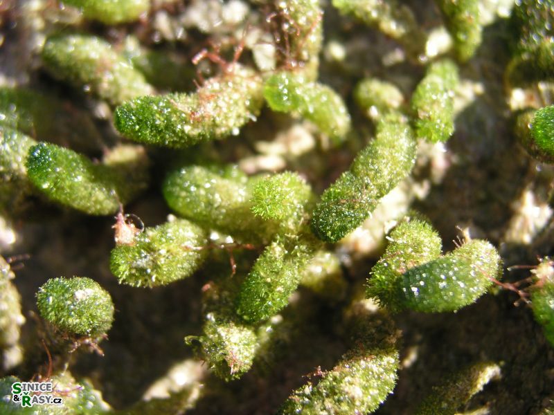 Dasycladus vermicularis