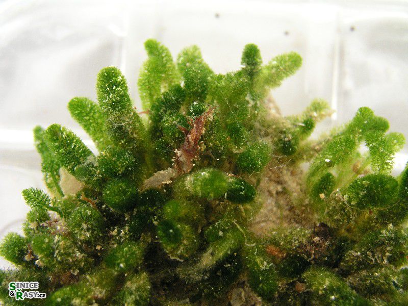 Dasycladus vermicularis 