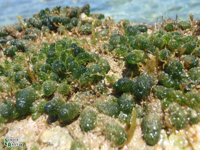 Dasycladus vermicularis 