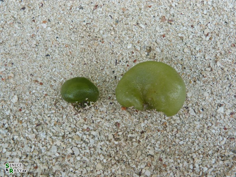 Dictyosphaeria cavernosa