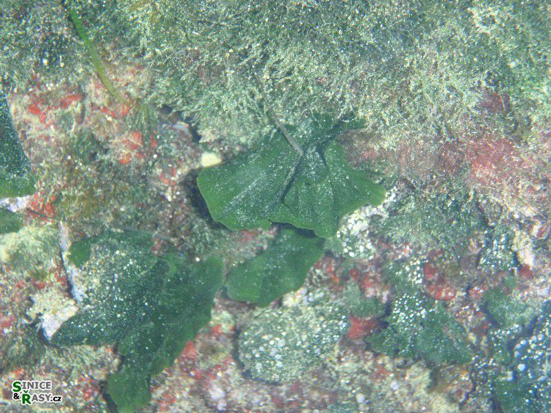 Flabellia petiolata