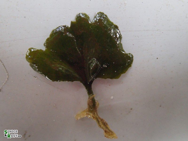 Flabellia petiolata