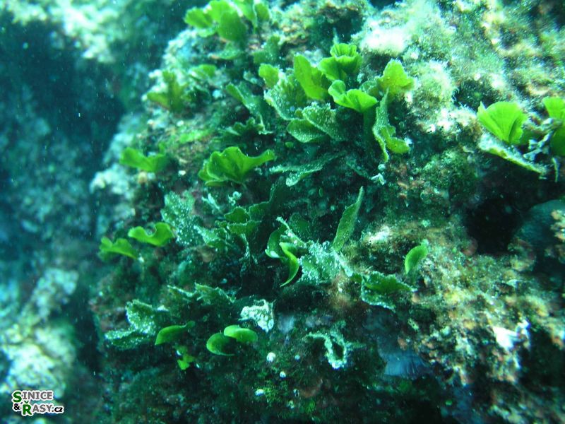 Flabellia petiolata