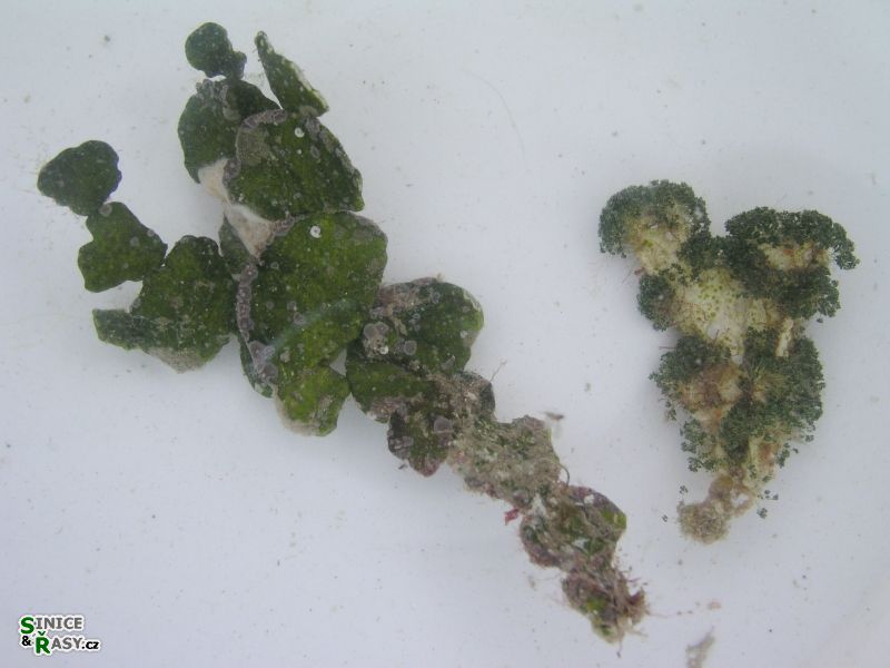 Halimeda tuna