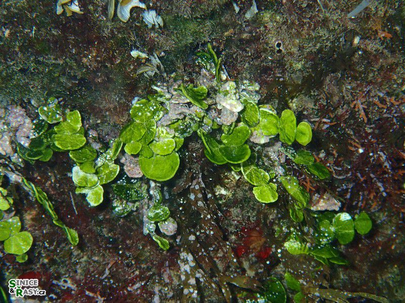 Halimeda tuna