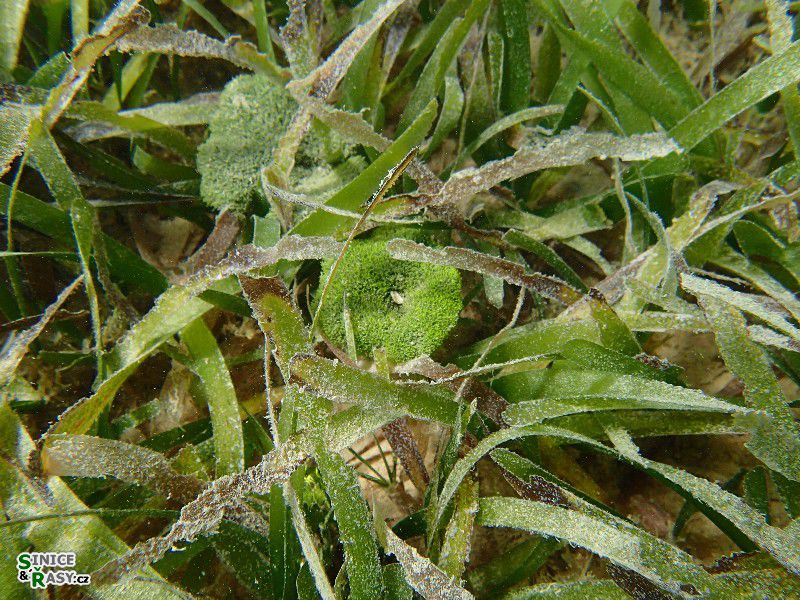 Penicillus cf. pyriformis