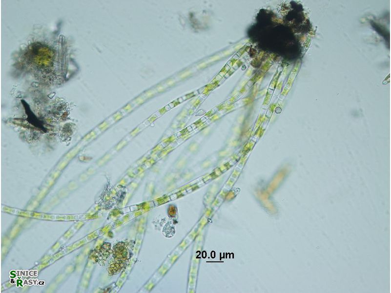 Rhizoclonium sp.