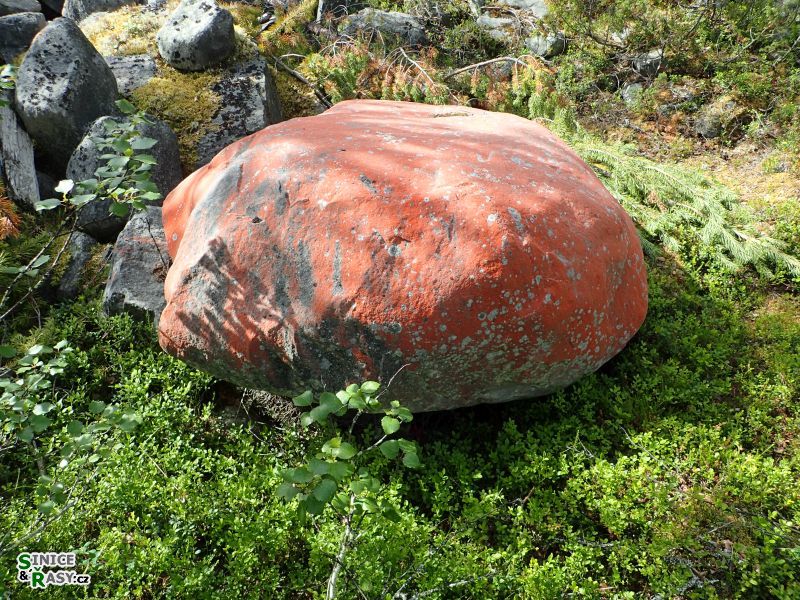 Trentepohlia sp.
