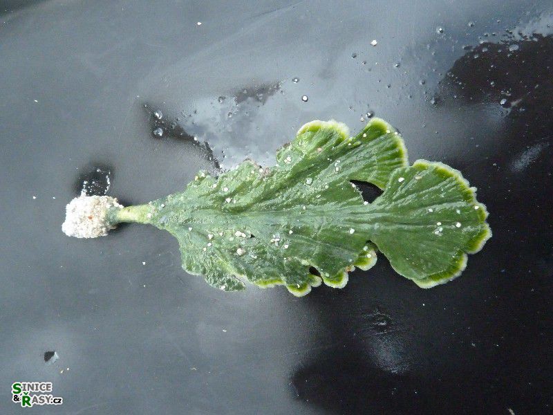 Udotea flabellum 