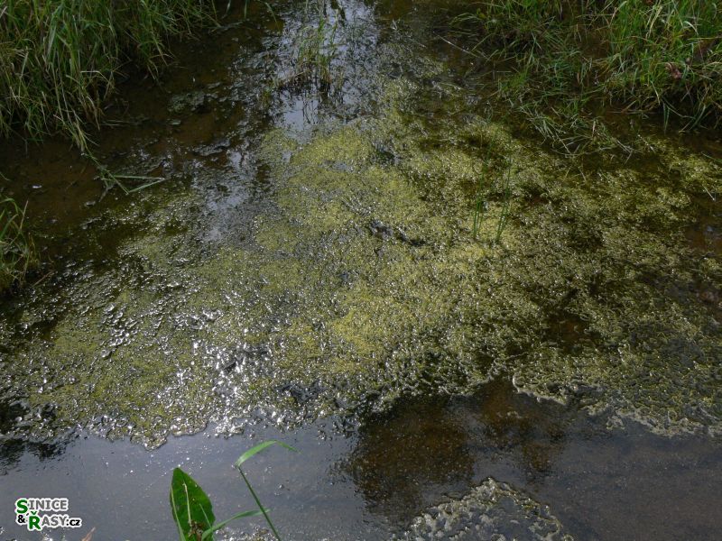 Ulva flexuosa