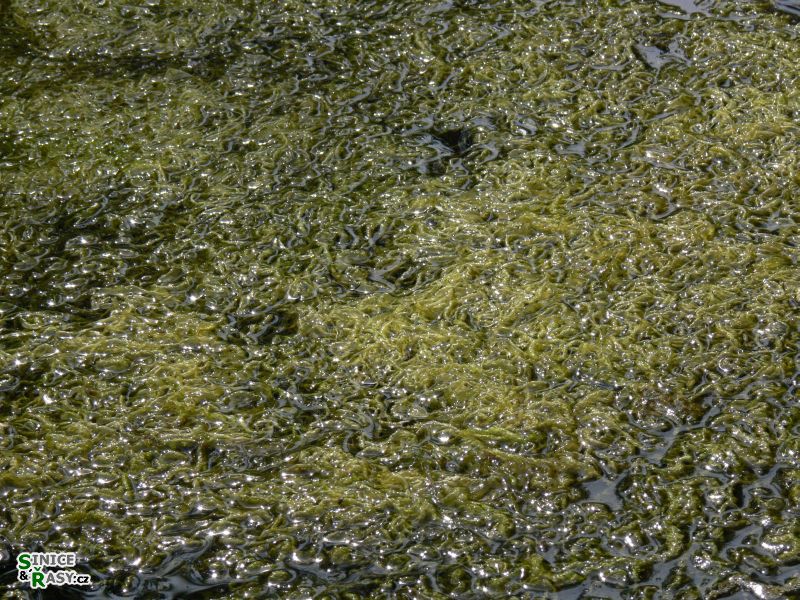 Ulva flexuosa