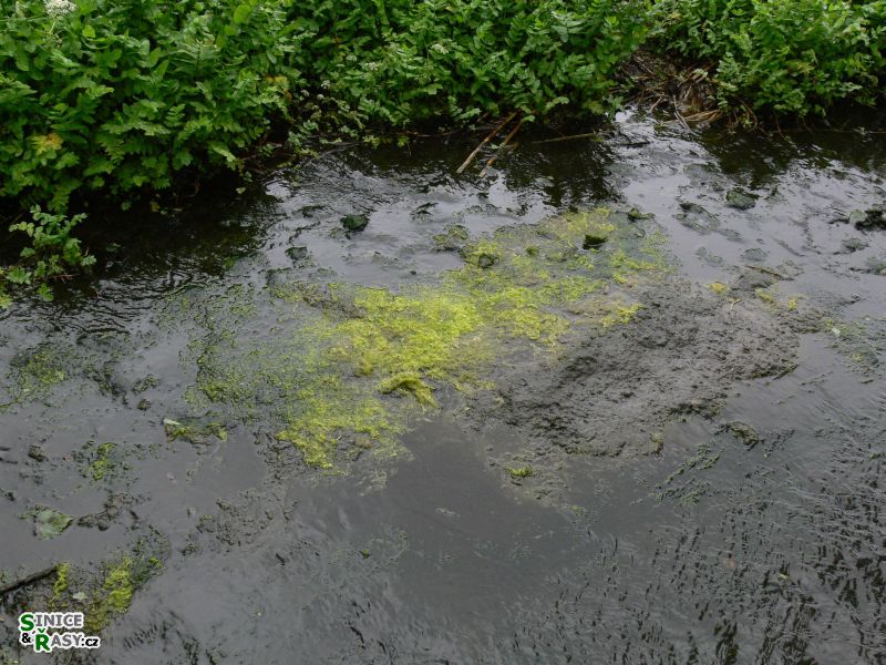 Ulva flexuosa