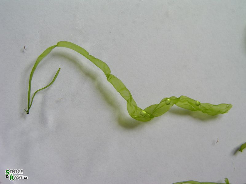 Ulva intestinalis